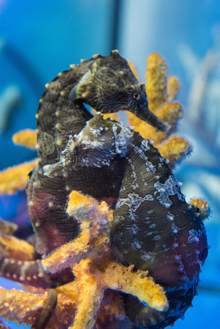 A Look Into Seahorse Savvy S Hatchery And Keeping Seahorses In A Home Aquarium Reefs Com