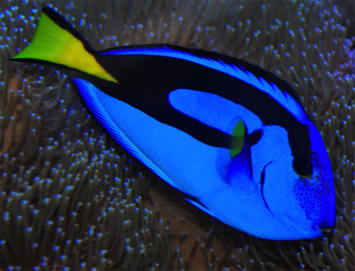 Perhaps the poster child of marine fish sustainability – the hepatus tang.