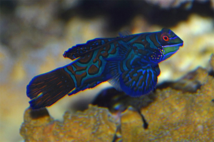 Despite heavy collection for aquariums since the 1970s, Mandarin Dragonet prices have remained steady when compared to inflation.