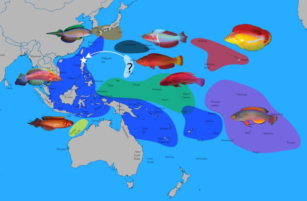 Cirrhilabrus jordani group in the Pacific Ocean. Click to enlarge.