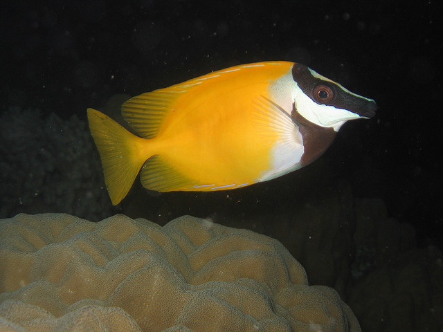 A Foxface (S. vulpinus) from Chuuk in Micronesia. It sure looks like the fish found in Indonesia and Melanesia, but is it truly the same? Credit: Dr. Dwayne Meadows, NOAA NMFS OPR