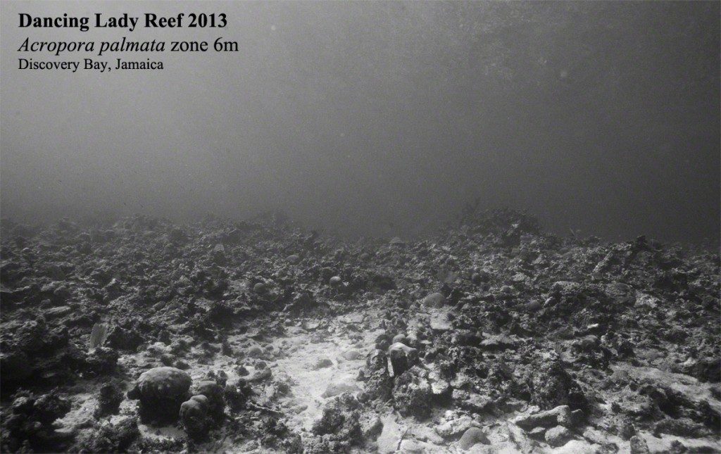 Loss of Acropora palmata cover on Dancing Lady reef, as documented by Phil Dustan. 