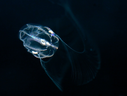 Young Mnemiopsis with juvenile tentacles deployed for feeding