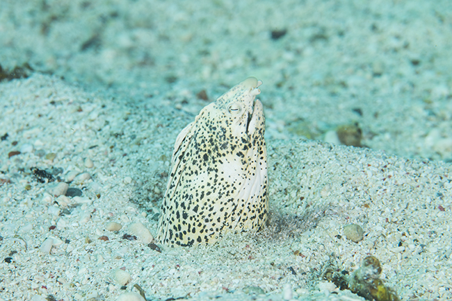 Callechelys marmorata, the Marbled Snake Eel. another fish that causes sea snake 'false alarms'.