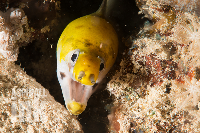 Yellowhead Moray (G. ruppelliae) . At least this one is easy to ID.