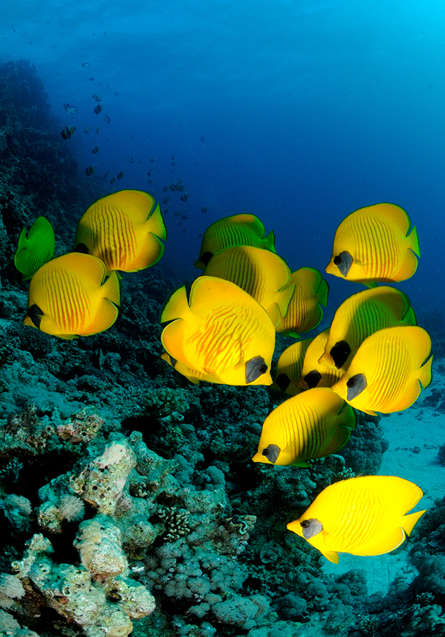 RCA_3371 masked butterflyfish