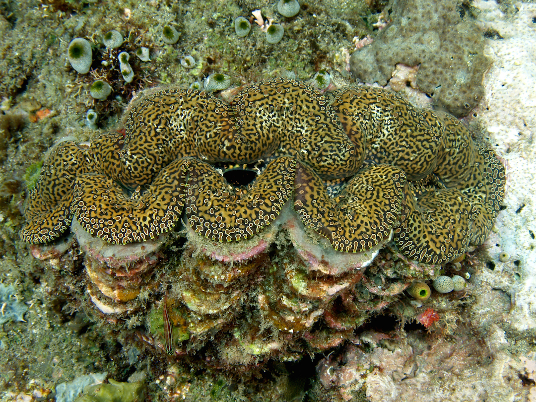 Daylight fertilization of Tridacna zooxanthellae