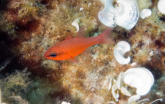 corfu 06 (61) cardinal fish