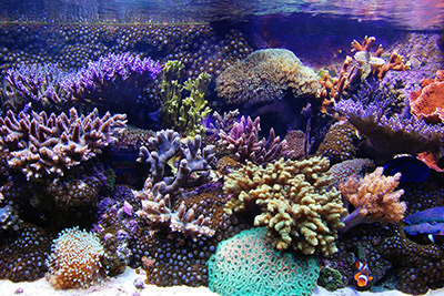 The 5 Most Common Mistakes Experienced Marine Aquarists Make