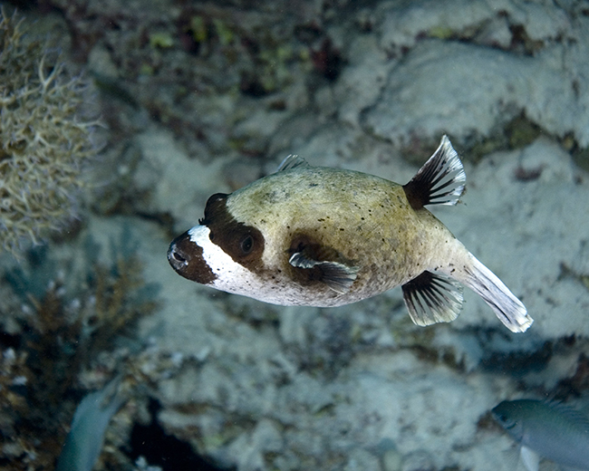 masked-pufferfish