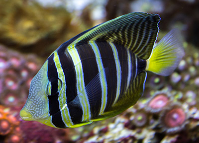 The Pacific Sailfin Tang: A Hardy, Bold Species Demanding Spacious Accommodations