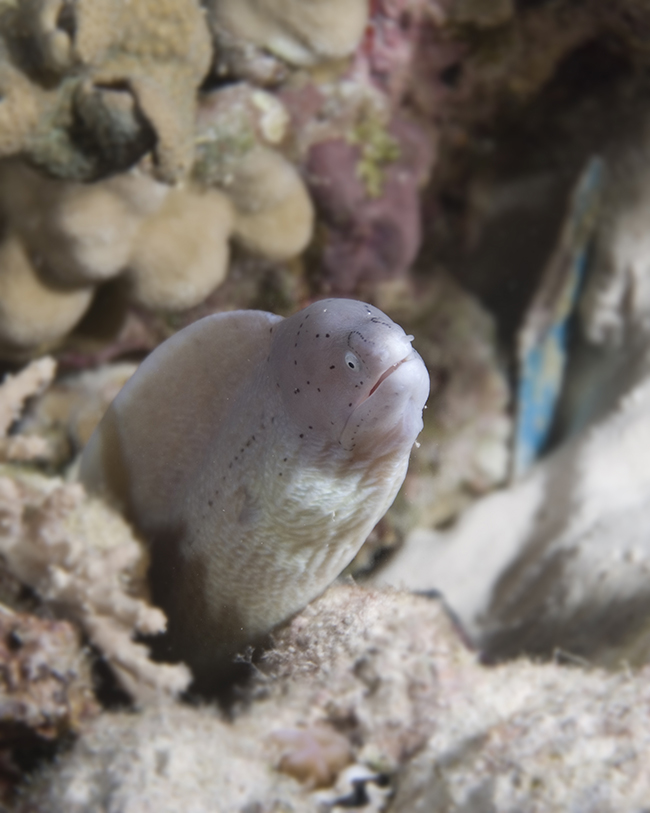 peppered-moray