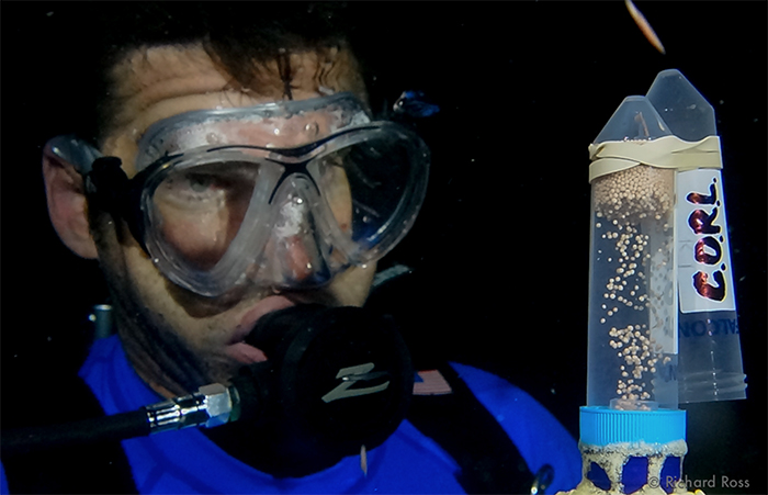 Rick Klobuchar monitors coral sperm/egg bundles filling up a collection container. Photo by Rich Ross.