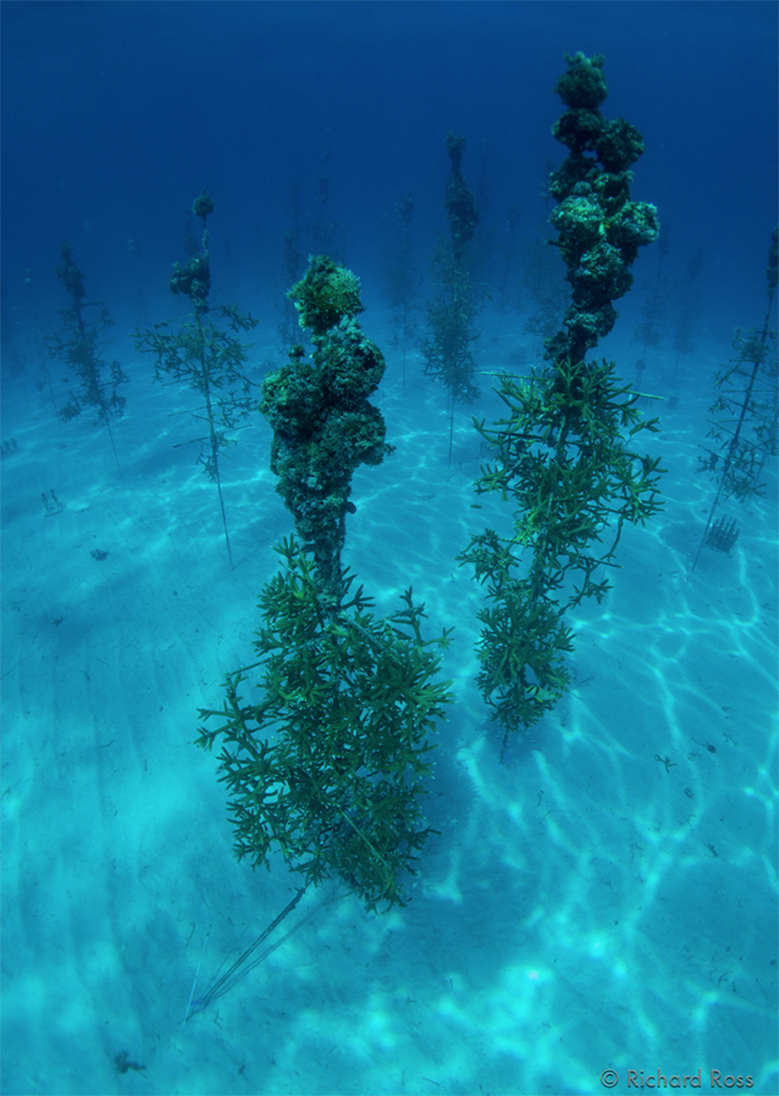 The 'trees' at the Coral Restoration Foundation’s offshore nursery on a particularly beautiful day. Photo by Rich Ross.
