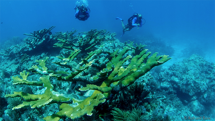 One of the last stands of Elkhorn coral in the Florida Keys, Molasses Reef, and it shows signs of stress. Elkhorn and Staghorn coral used to dominate this underwater environment. Photo by Rich Ross.