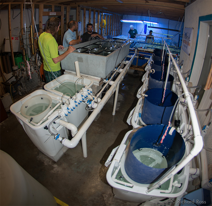 This is the wet lab where baby corals are monitored and pampered all day and night. This lab is almost completely built and torn down every year. Photo by Rich Ross.