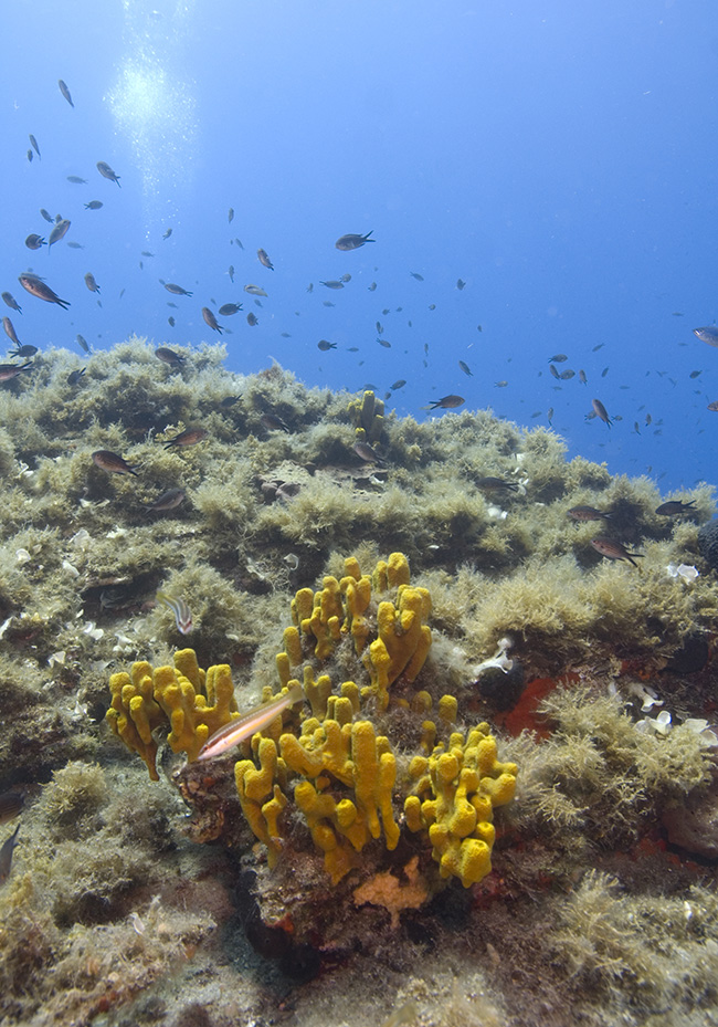 Typical wrasse habitat in the Med. 