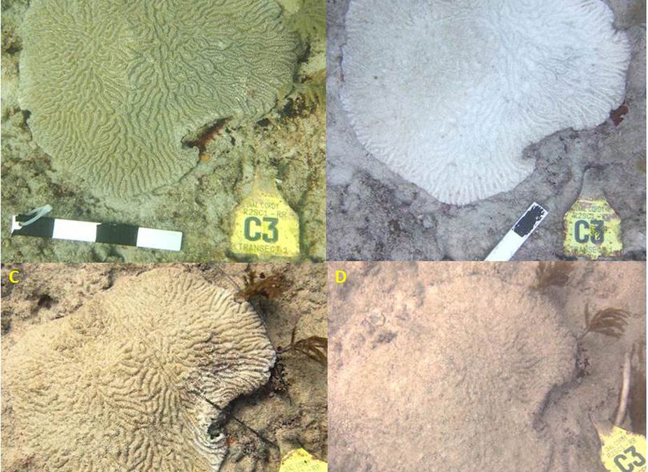 Virginia Key White Plague has run its course; spreads to other areas.