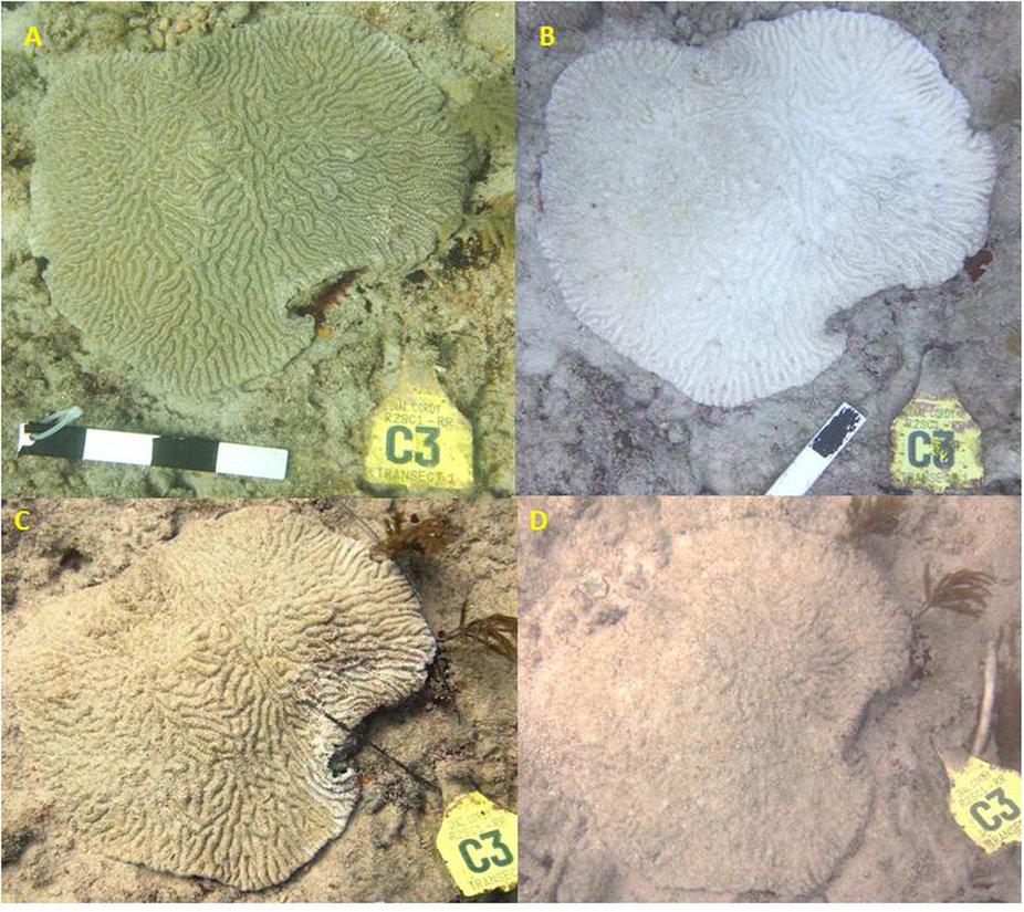 Time series of Meandrina meandrites off of Virginia Key, Florida succumbing to White Plague type II in the span of three months. Source: http://www.nature.com/articles/srep31374/figures/3