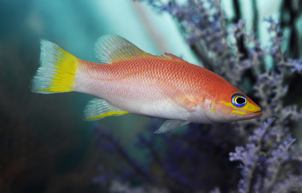 Steinhart’s Twilight Zone: Liopropoma sp. & Bodianus izuensis