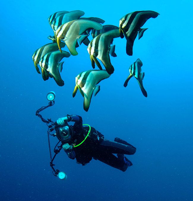 Monday Archives: Why we use a Powerful Flash for Underwater Photos