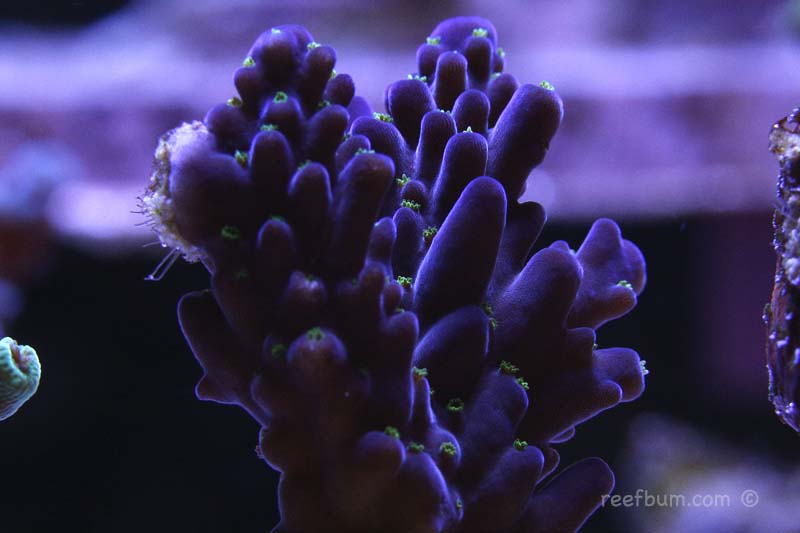SPS Deep Dive – Purple Bonsai Acropora