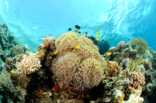 Domino Damsels and Anemones