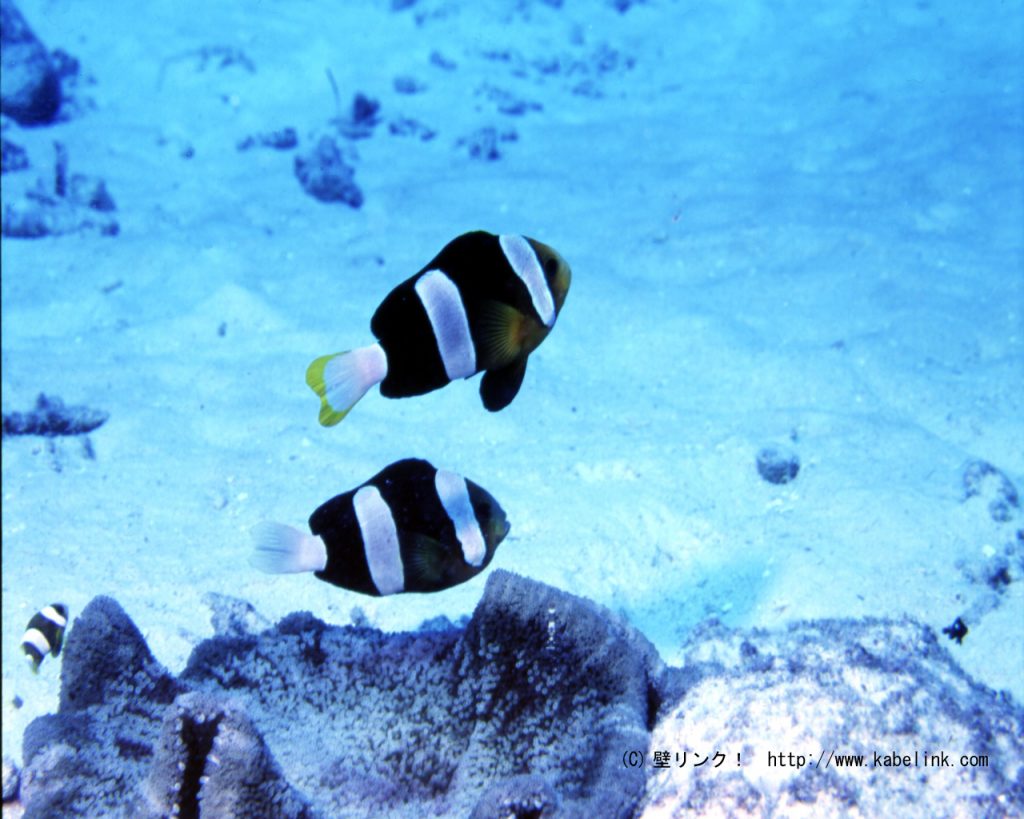 A melanistic pair of Yellowtip Anemonefish, from Saipan. Credit: kabelink