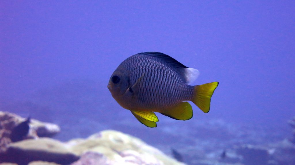 From Kingman Reef. Credit: Kevin Lino / NOAA