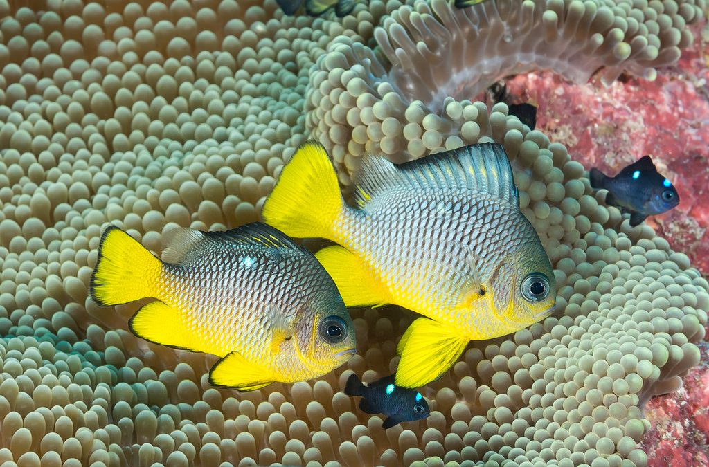 Cryptic Species of Domino Damselfish (Part 3)
