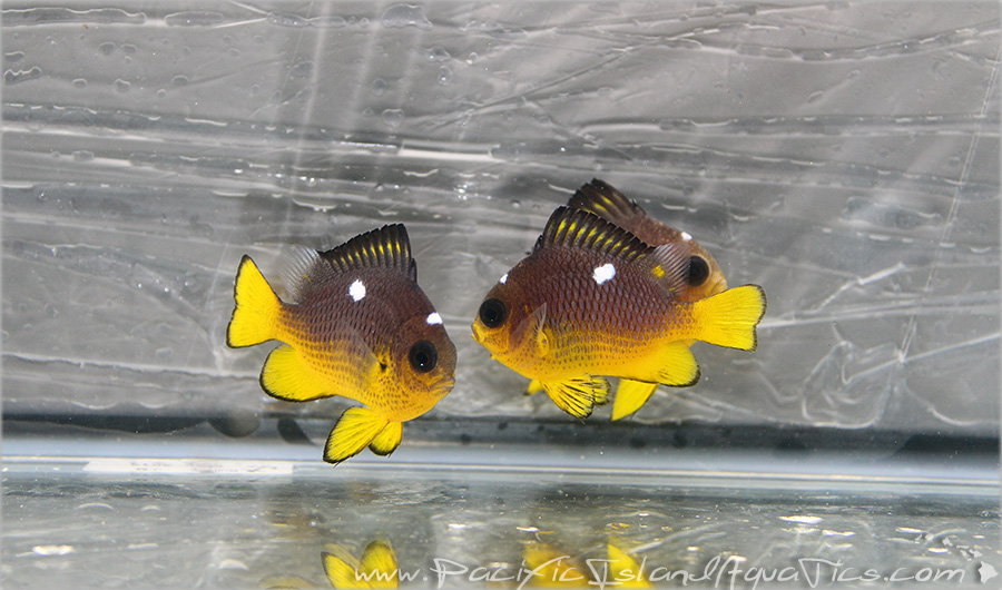 Aquarium specimens, from Kiritimati. Credit: Pacific Island Aqua Pics