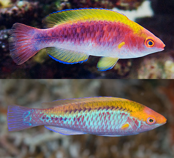 Male C. cf lubbocki are themselves highly variable. The reflective blue margins of the scale can be highly developed (right, Palau) or mostly absent (left, aquarium). Credit: Takaaki Kuramitsu, Kazu