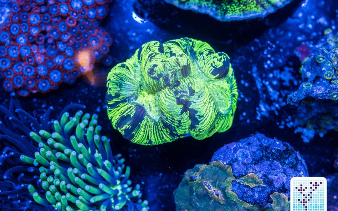 MACNA 2016 San Diego: The Eye Candy