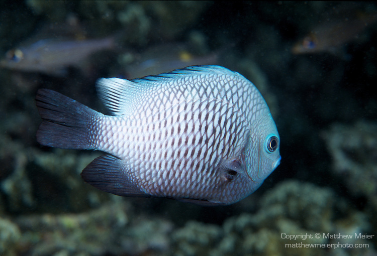 White specimens seem to be less common in this species. From Moorea. Credit:  Matthew Meier