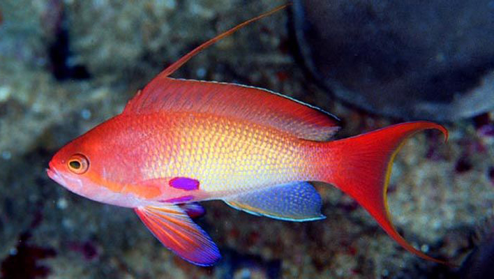 Pseudanthias squamipinnis, from Sodwana, South Africa. Note the yellow caudal fin margin and unique pattern of the pectoral fins. Credit: Dennis Polack