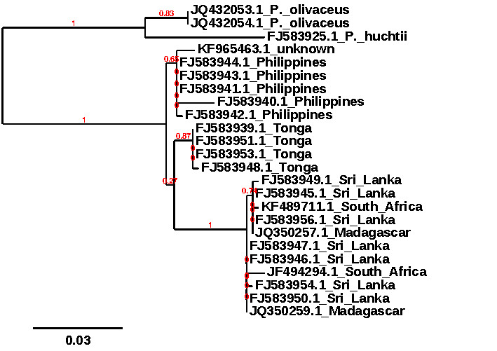 ML phylogeny using Mitochondrial CO1, data from GenBank.