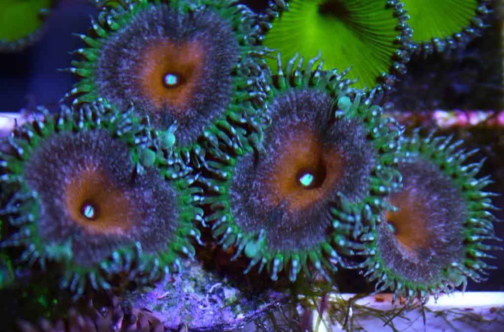 Featured Coral of the Week – Captain America Paly