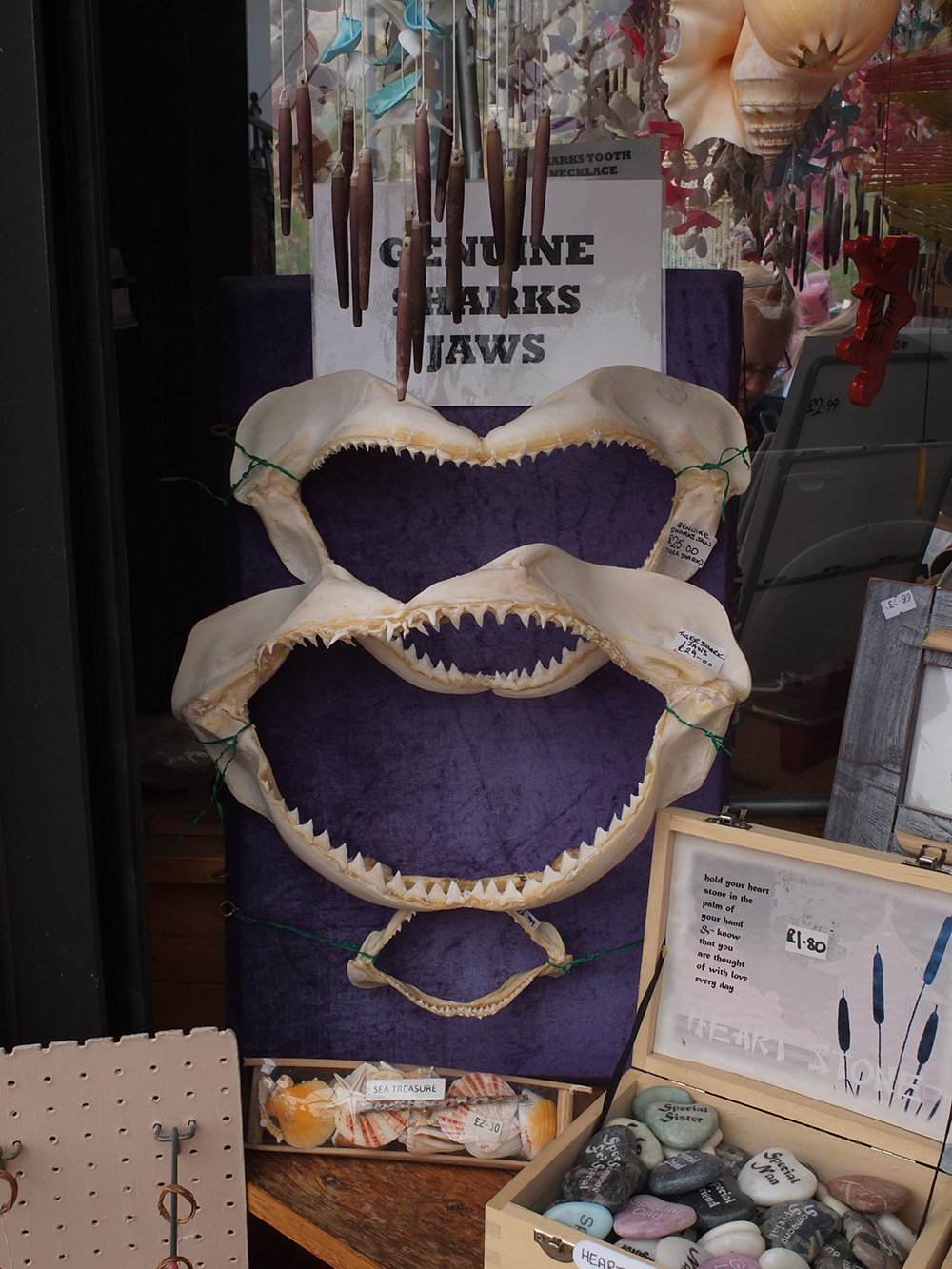 Listed as 'near threatened' by the IUCN, these Tiger Shark jaws were on sale in the UK. I was asked niot to go into the shop and shout.