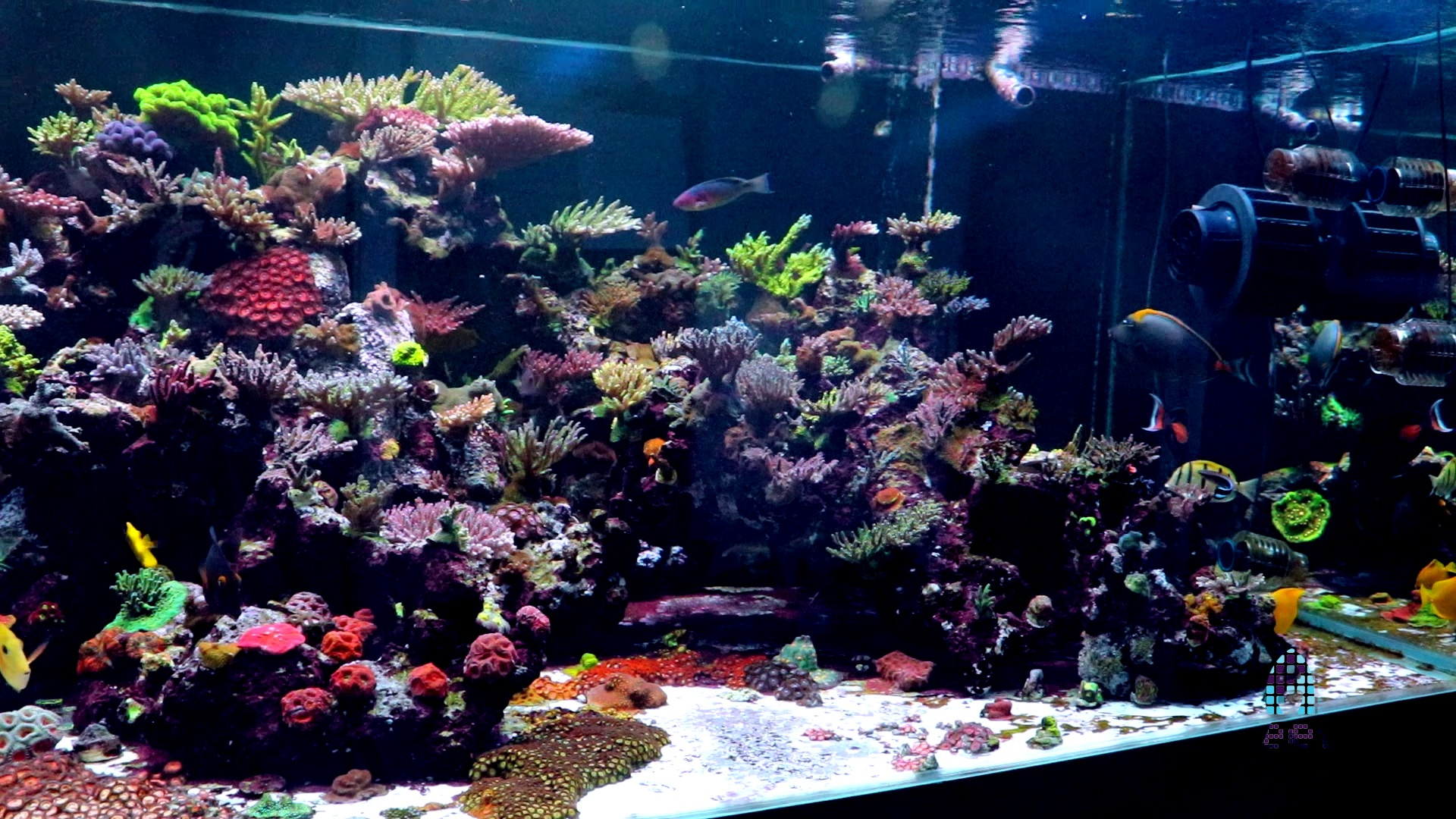Picture of WWC's 900g Aquacultured grow out tank. 