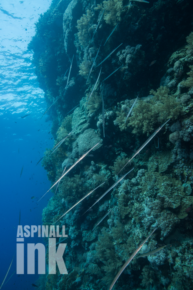 cornetfish