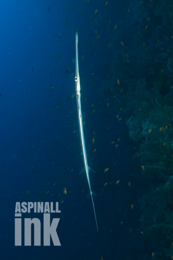 cornetfish