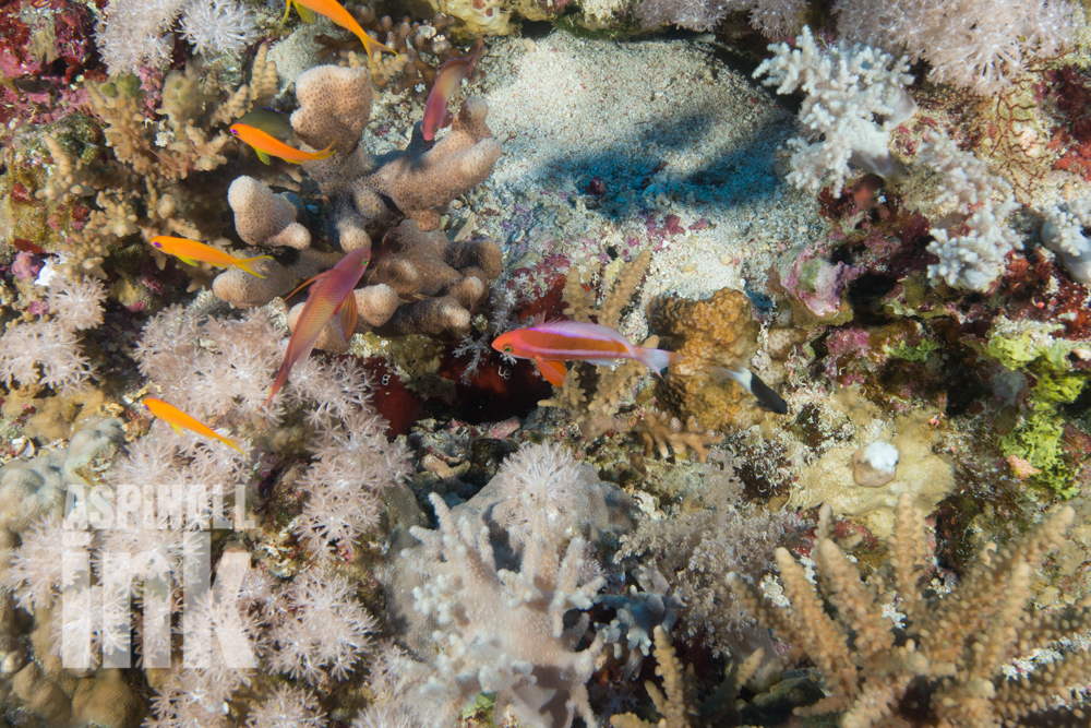 striped anthias