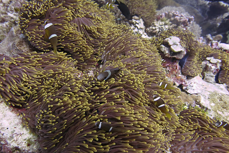 A. chagosensis, from Chagos Archipelago. Credit: Khaled bin Sultan Living Oceans Foundation