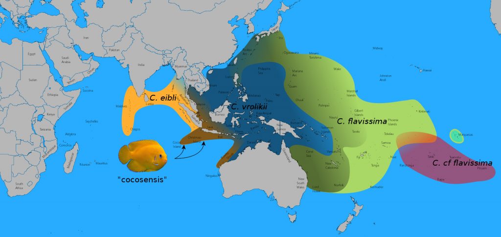 flavissimus-map-simple