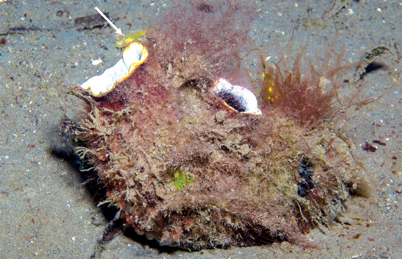Tunicate Goby in situ on a tunicate (Polycarpa sp.) Credit: Mark Erdmann / Allen & Erdmann 2016