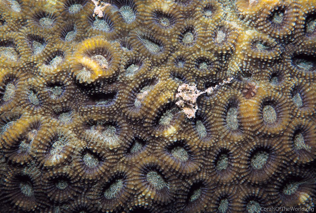 This is Dipsastraea faviaformis, NOT Acanthastrea. The Favia-like acan that is now actually a Favia, even though it isn't Favia anymore. Credit: Charles Veron / Corals of the World