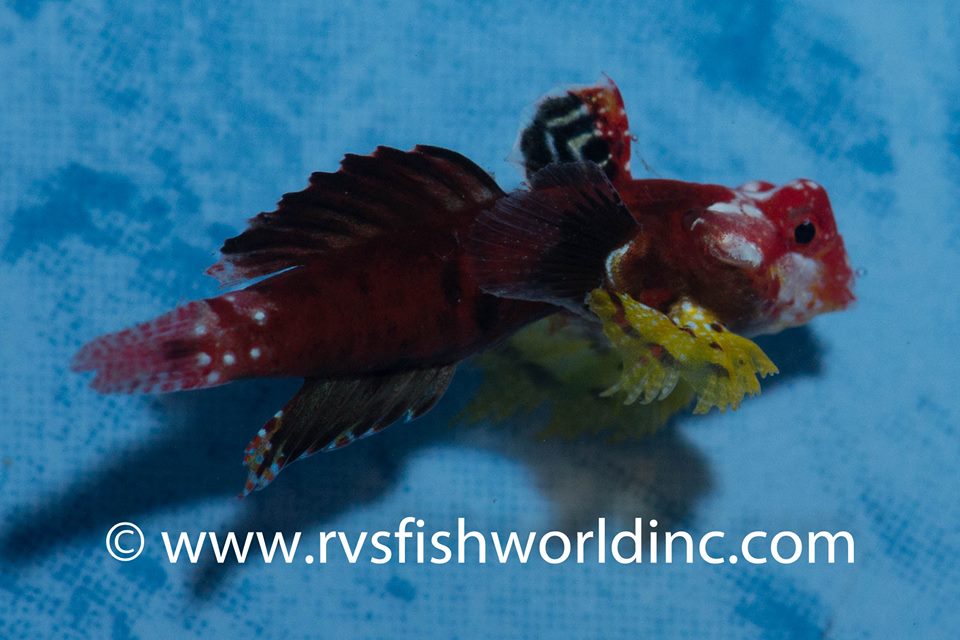 Monday Archives: This Bizarre Ruby Dragonet Might Be A True Hermaphrodite