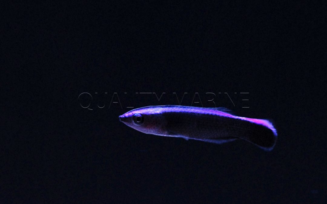 Quality Marine Receives the First Captive Bred Hawaiian Cleaner Wrasses (Labroides phthirophagus)