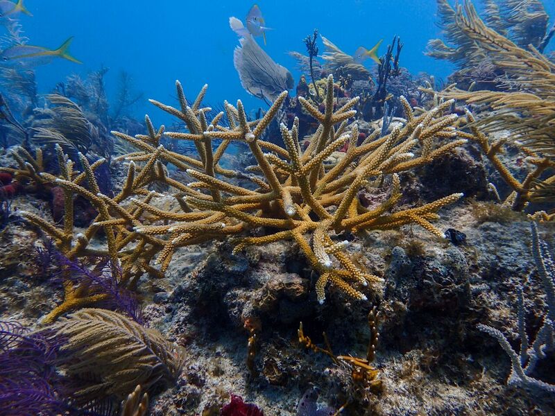 crf-grant-acropora-3-reefs