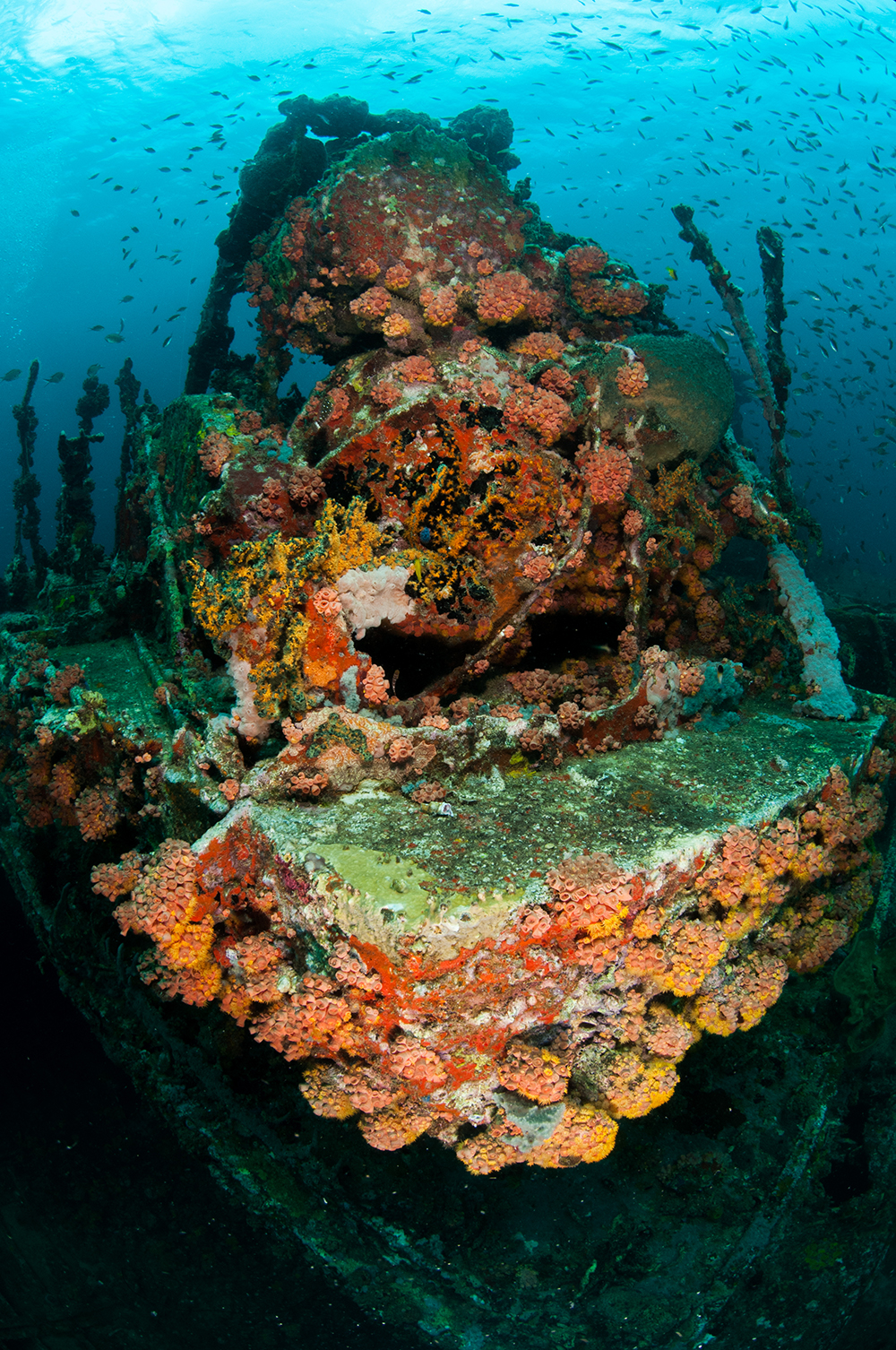 shipwreck reef Tubastrea